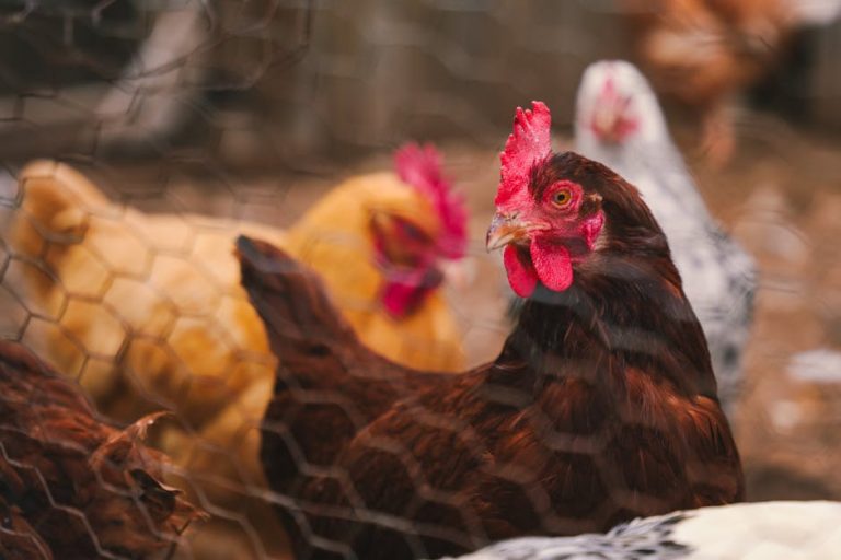 How to build a chicken coop on a budget