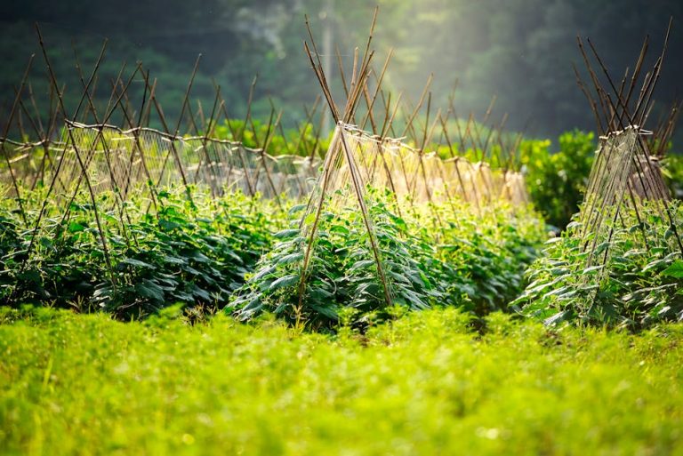 How to build a garden trellis cheaply